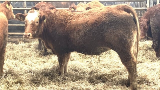 Reduction sale: 60 in-calf heifers and cows to go under hammer