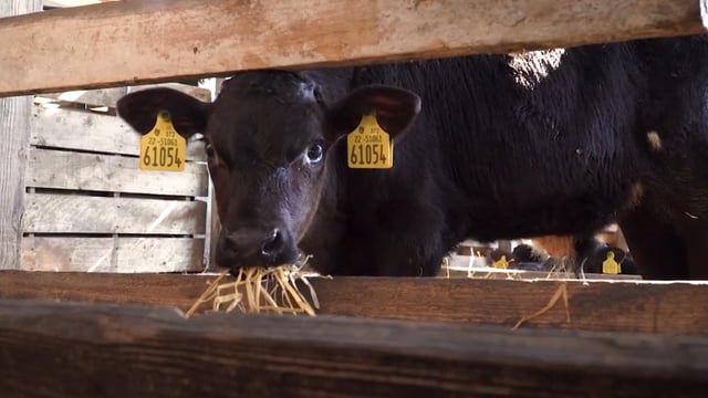 Teagasc Green Acres Calf to Beef Programme: Year 1 eProfit Monitor results