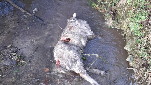 Sheep killed in overnight dog attack in Kilkenny