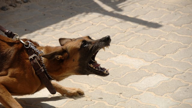 Agri committee to discuss sheep worrying by dogs