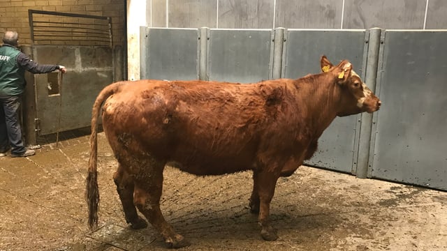Bull and cow slaughter numbers fall