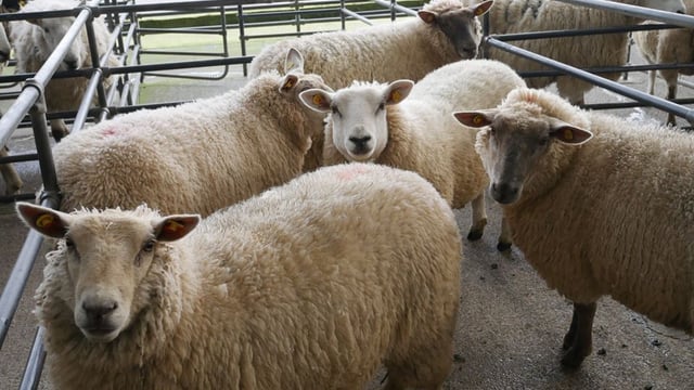 Sheep marts: Steady trade all round prior to closure of livestock marts