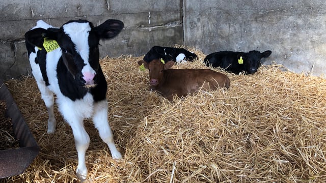 Dairy beef farms added to AHI CalfCare events for 2024