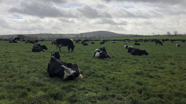 Grass growth: Grazing management is key after heavy rain