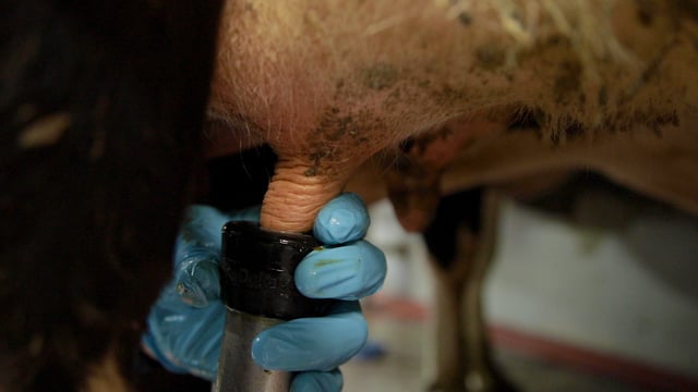 The importance of wearing gloves on dairy farms