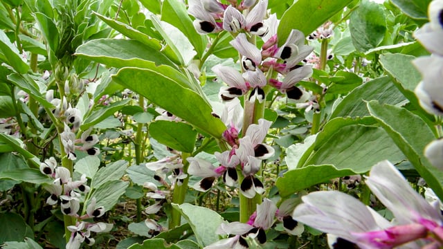 ‘Planting window’ for spring beans, wheat and oats fast diminishing