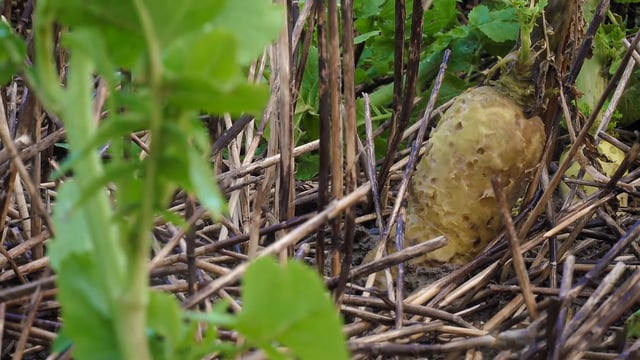 The soil beneath your cover crops