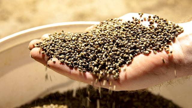 'Hemp can sequester 15t of carbon per hectare'