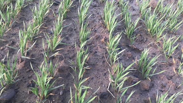 Trials: Strong autumn herbicide activity on volunteer oats