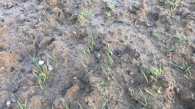 Replanting cereals...a last resort