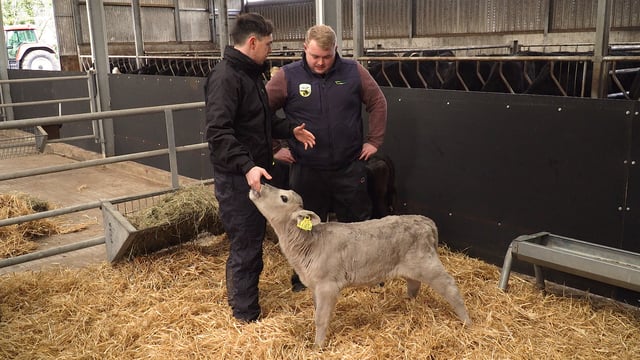 Video: How to examine the calf prior to purchase for dairy-beef systems