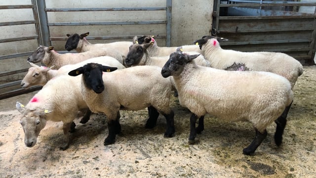 Sheep marts: Strong demand for well-fleshed cast ewes