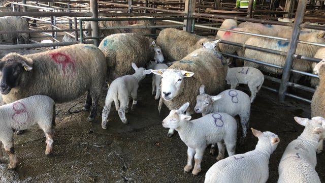 Sheep marts: Cast ewes make up to €160/head at Tullow Mart