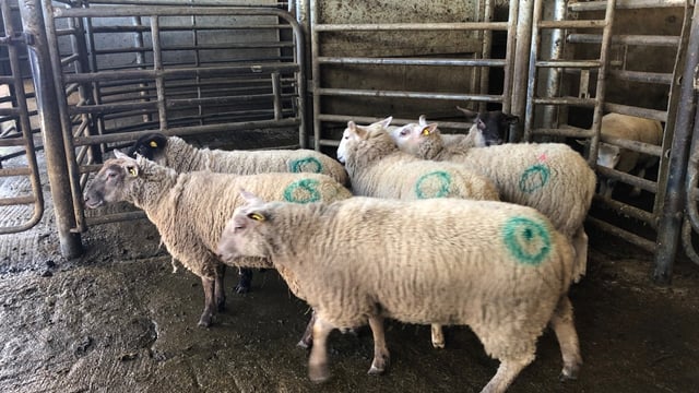 Sheep trade: Covid-19 affects factory prices, as base quotes drop by up to 20c/kg