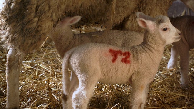 What are my options when it comes to managing surplus lambs?