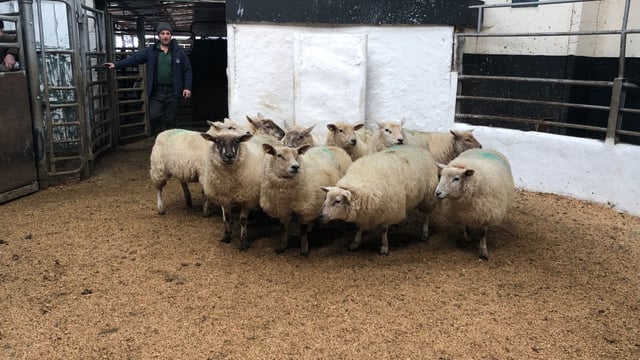 Pics and prices: Well-fleshed hoggets and ewes in high demand at Tullow Mart