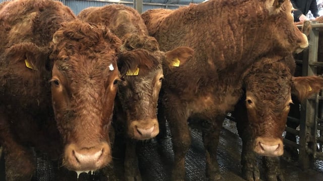 Letter to the editor: Is a crowded mart 'any better than a crowded pub in Temple Bar'?
