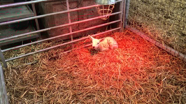 The ins and outs of artificially rearing surplus lambs