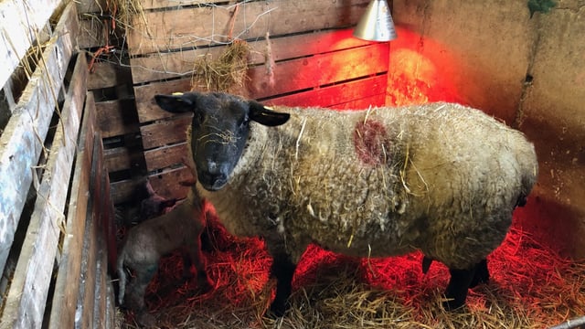 What lambing essentials do I need this spring?