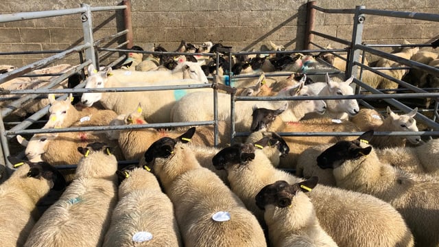 Sheep trade: Dirty sheep being presented to the factory becoming a problem