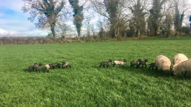 Sheep management: Grazing wet pastures can cause the onset of grass tetany in ewes