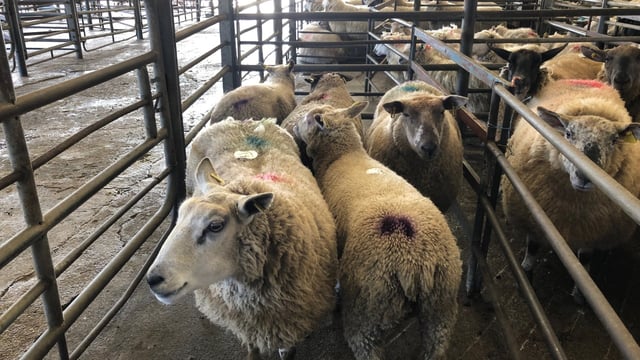 Sheep marts: Well-fleshed hoggets back €10/head in some marts