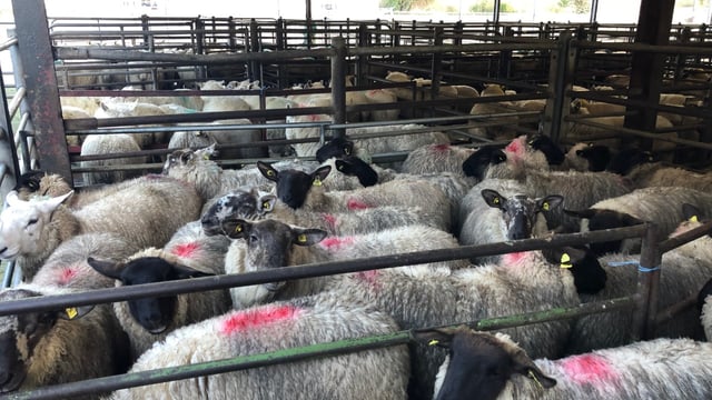 Sheep trade: Is a big logjam looming in sheep factories?