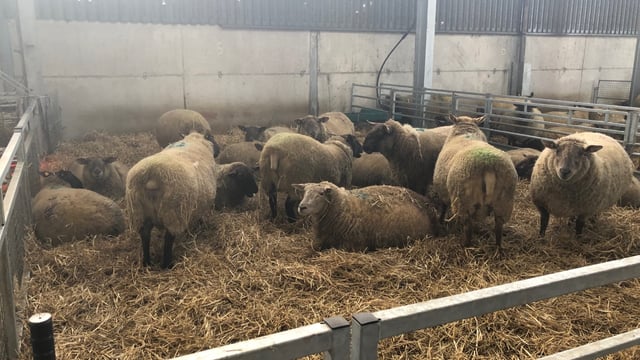What can I do to avoid twin-lamb disease?