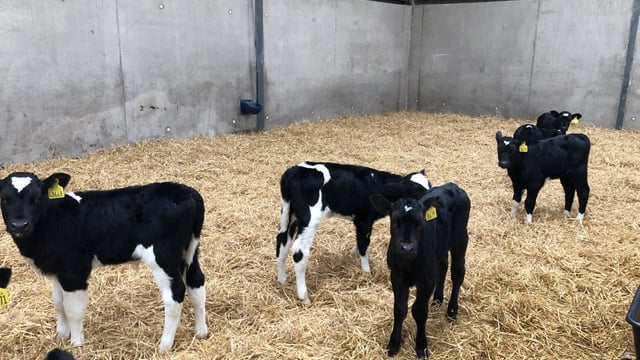 Survey: '75% of dairy farmers willing to contribute small fee towards a sexed-semen lab'