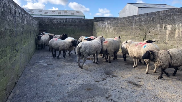Sheep trade: Quotes hard to come by, as factories keep their cards close to their chest