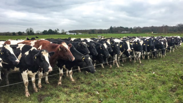 Breeding season: Pre-mating management tips