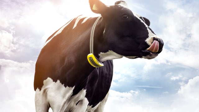 Have you considered a heat-detection system for breeding 2020?