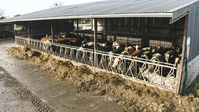 FARM SMART: Managing a suckler herd while on the road working as an AI technician