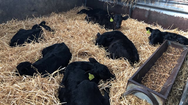 Total calf registrations break the 1 million head mark