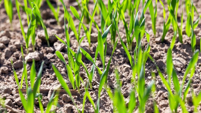 CSO: Fertiliser prices show a decline of 5.9% in March