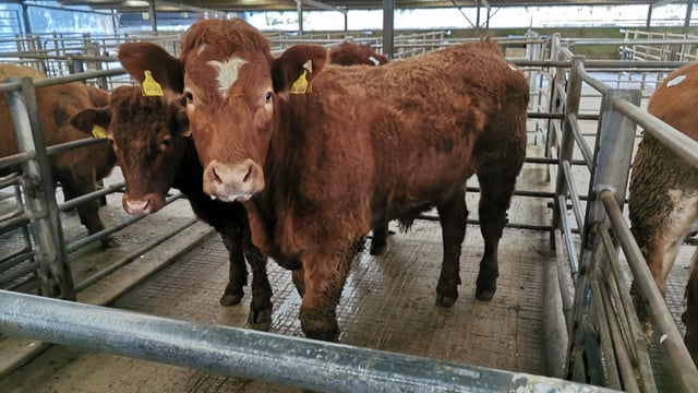 Cattle marts: Steady demand as farmers familiarise themselves with protocols