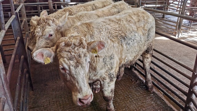 Cattle marts: Stores reported to be in high demand across the country