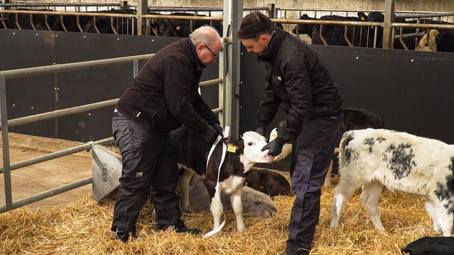 Video: How to weigh calves using a weigh-band and the correct weaning process
