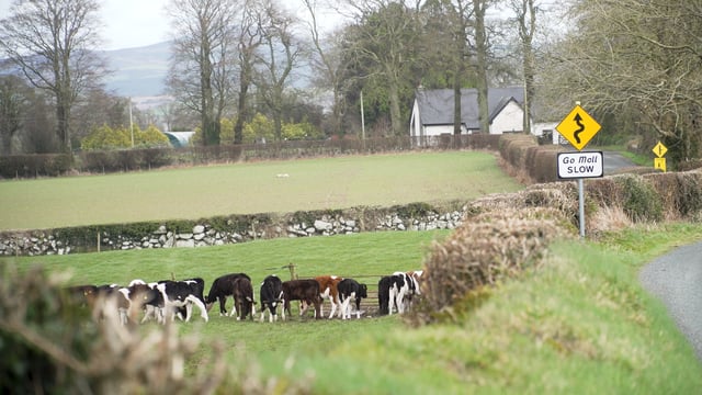 Diary date: Tidy dairy calf-to-beef operation to be showcased in Co. Carlow