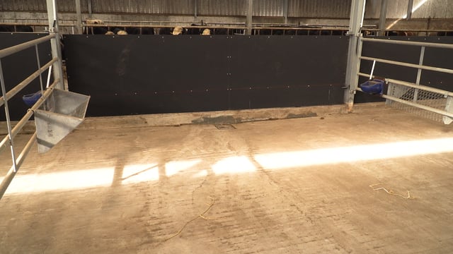 Video: The correct housing environment for calves is crucial for top performance