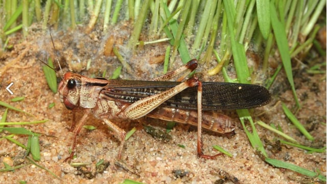 Crop-eating locust population in the east 'could explode 400-fold'