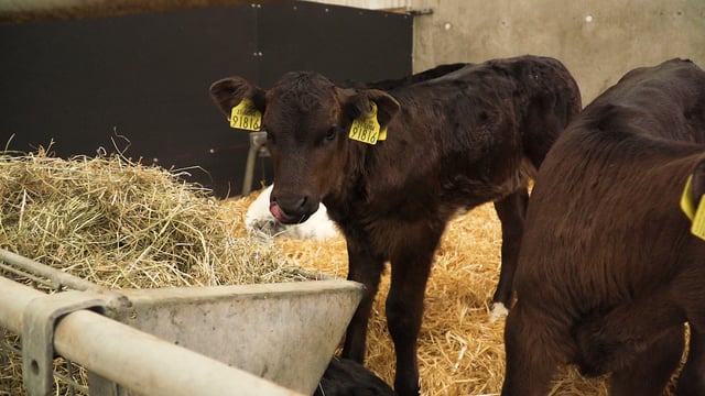 Video: What to look for in a quality milk replacer