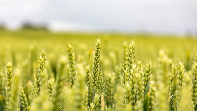 €1.3m investment for agri-tech start-up aimed at reduced fertiliser use