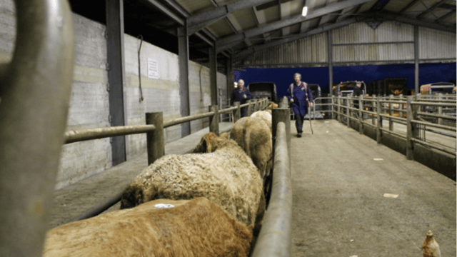 Farm leaders react to nationwide mart closedown