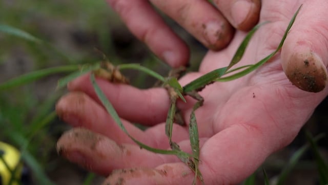 How to carry out a plant count
