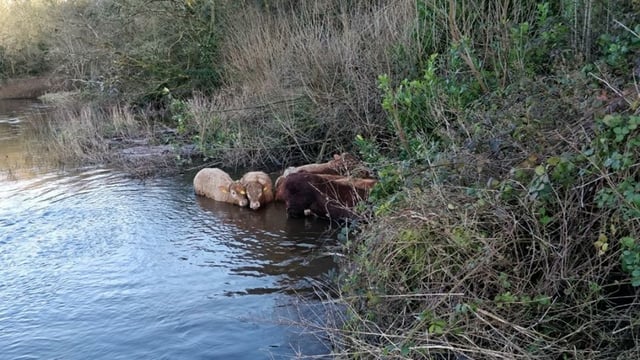 Rescue mission for 'castaway' cattle launched by Cork fire brigade