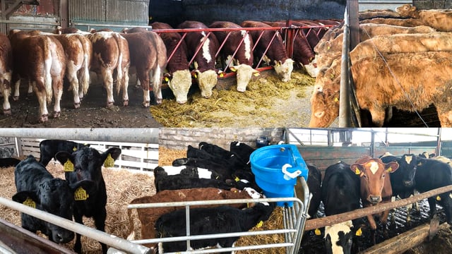 Haystack: Growing number of livestock to choose from on FREE online platform