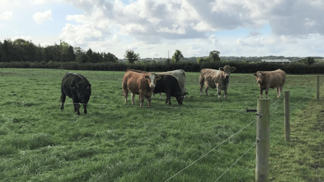 How can I get grazing back on track?