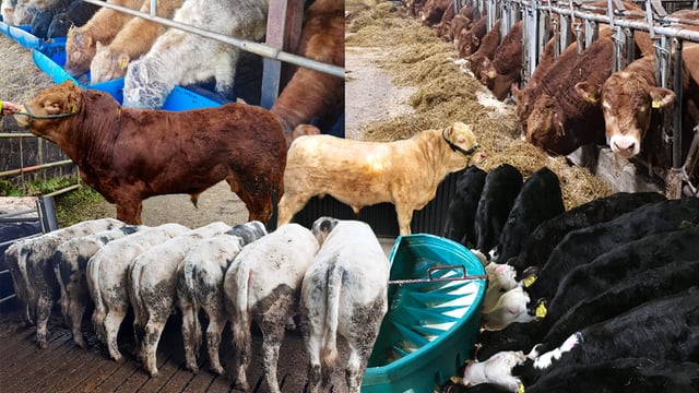 Haystack trading platform: Wide range of livestock now available