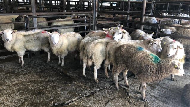 Sheep marts: 'Prices for ewes with lambs at foot back €10-20/head'